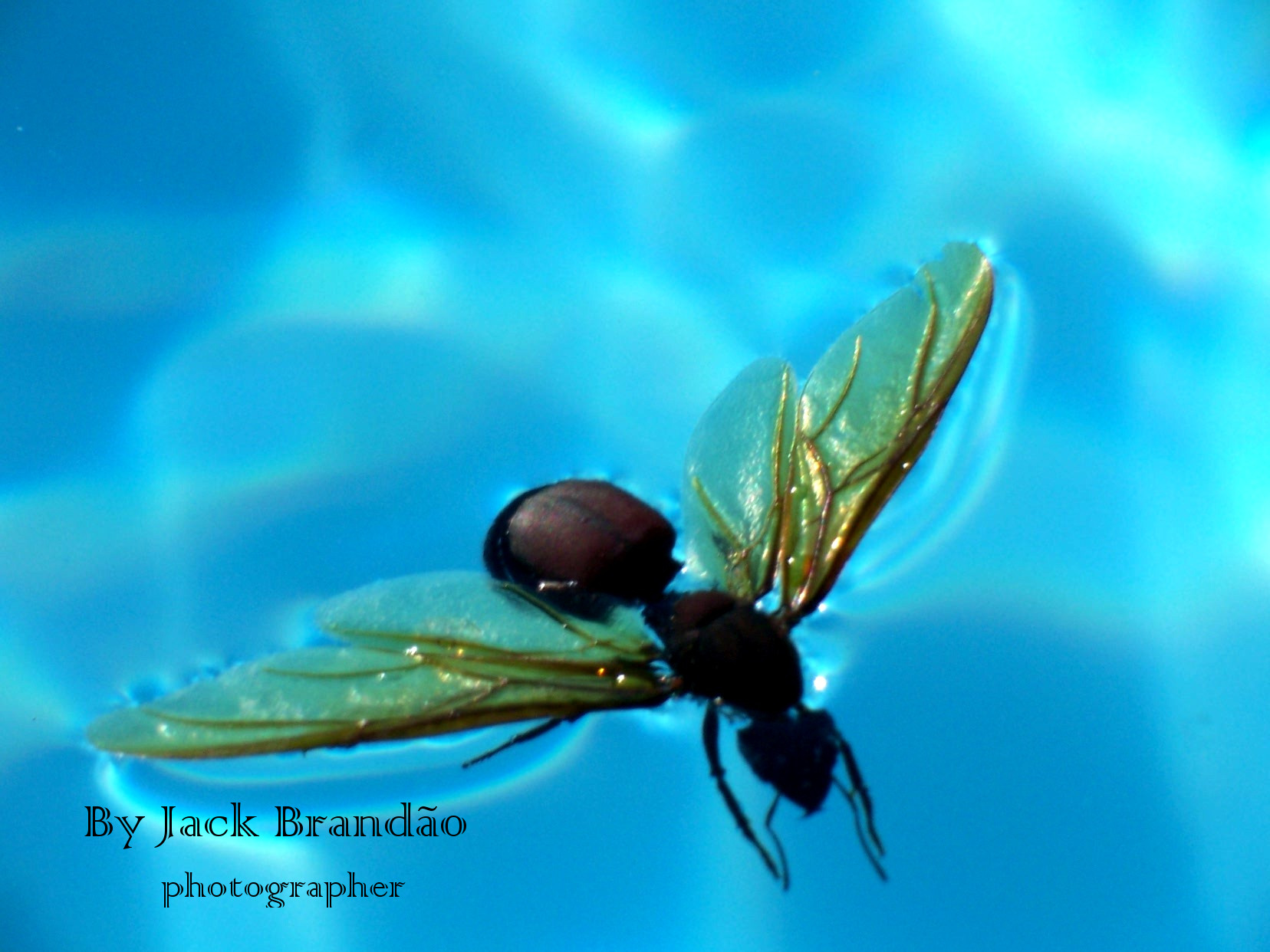 Insects; ant; jack brandão, photos for sale, jackbran