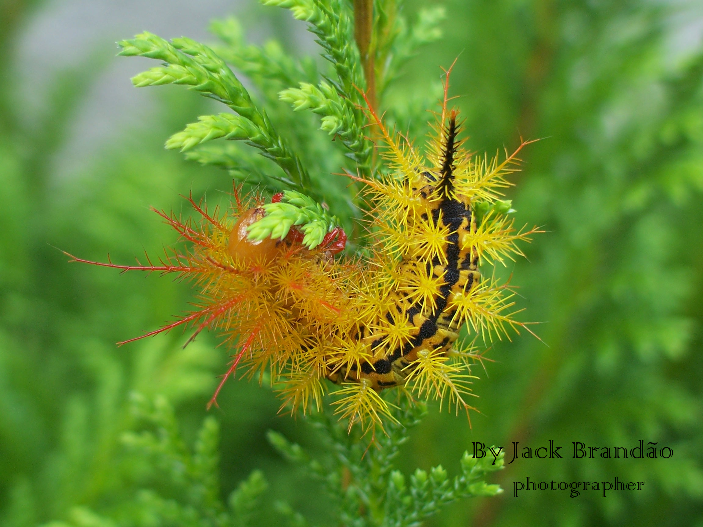 Insects; ant; jack brandão, photos for sale, jackbran