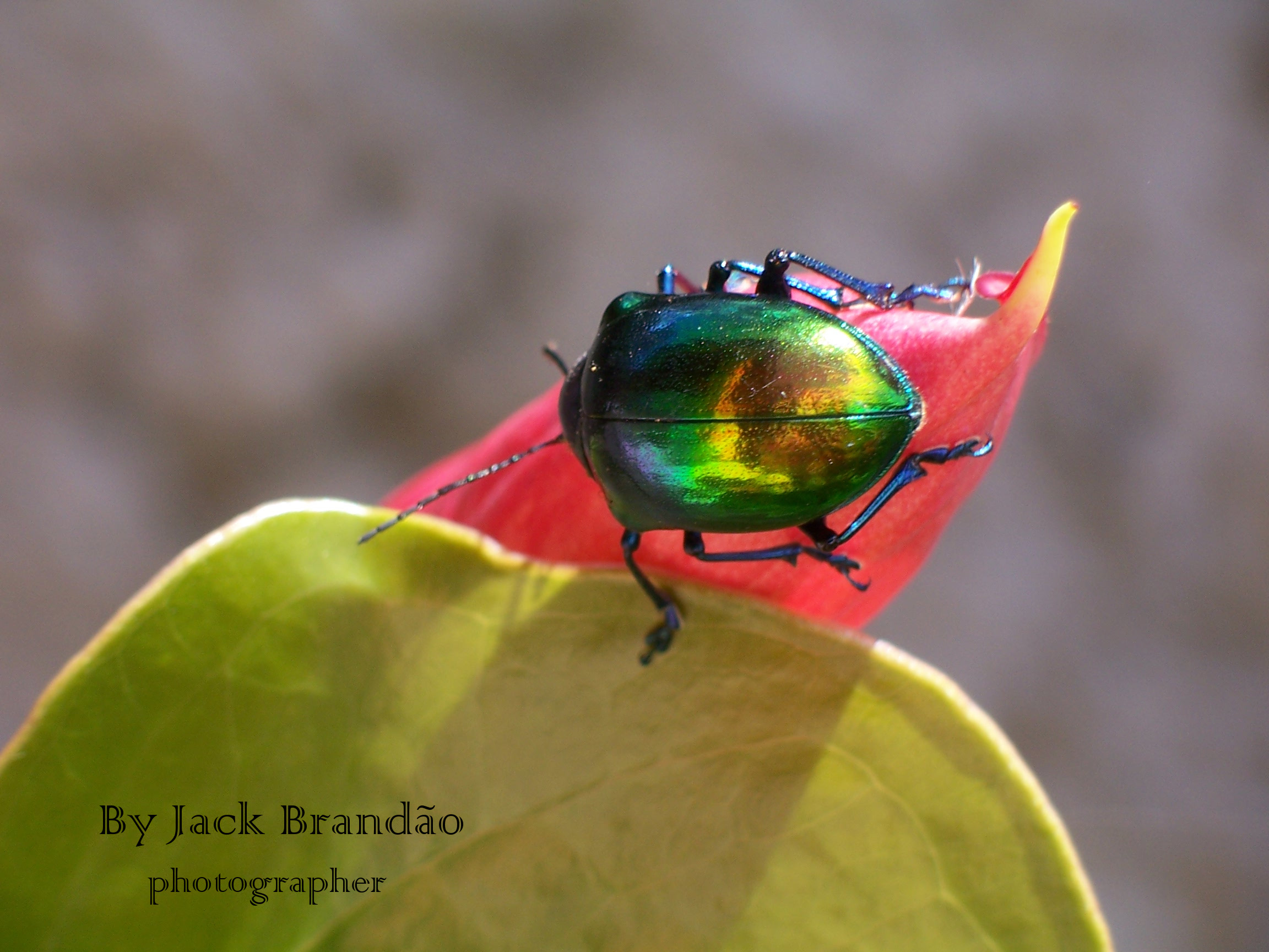 Insects; ant; jack brandão, photos for sale, jackbran