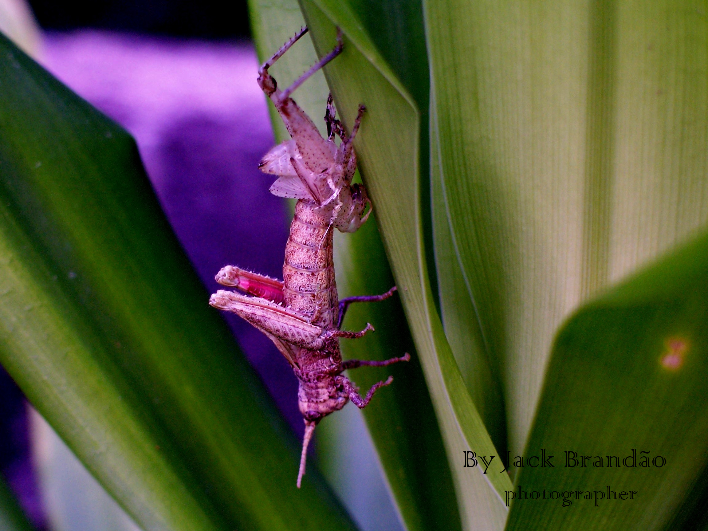 Insects; ant; jack brandão, photos for sale, jackbran