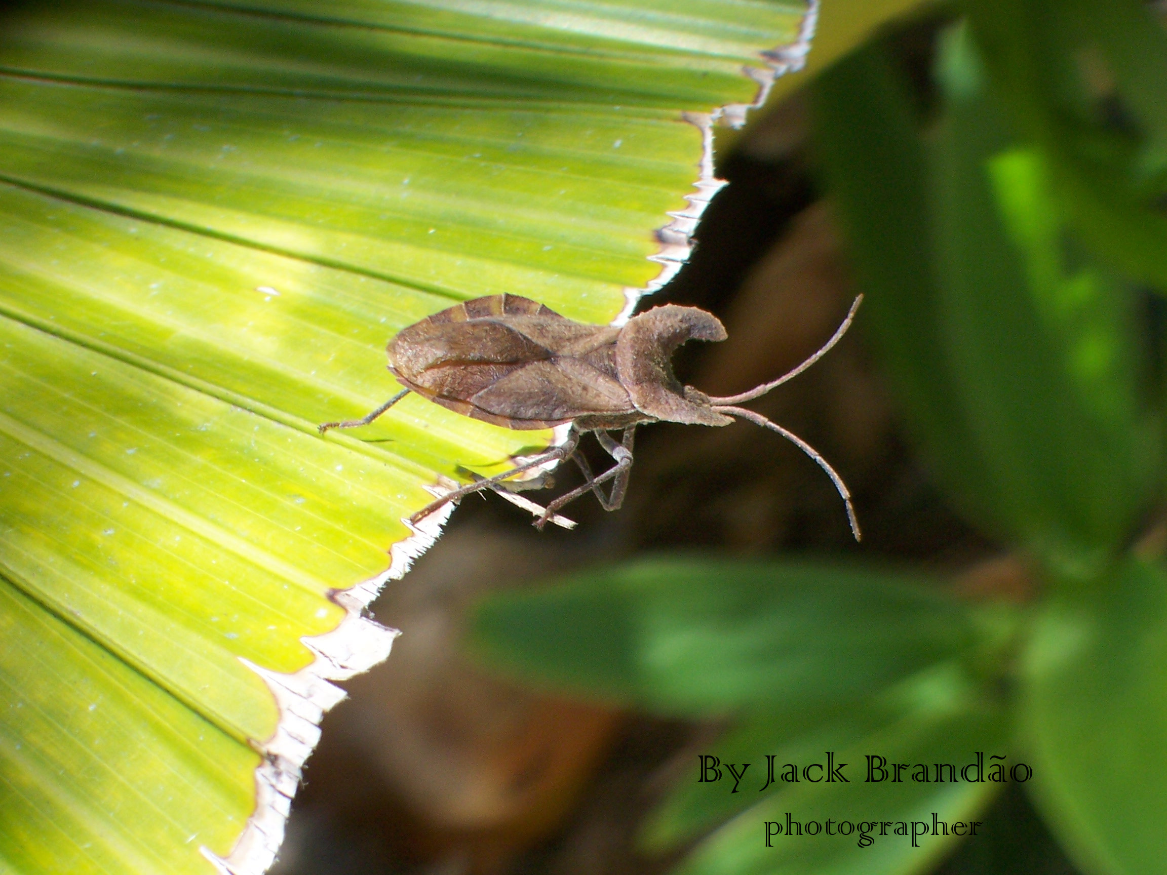 Insects; ant; jack brandão, photos for sale, jackbran