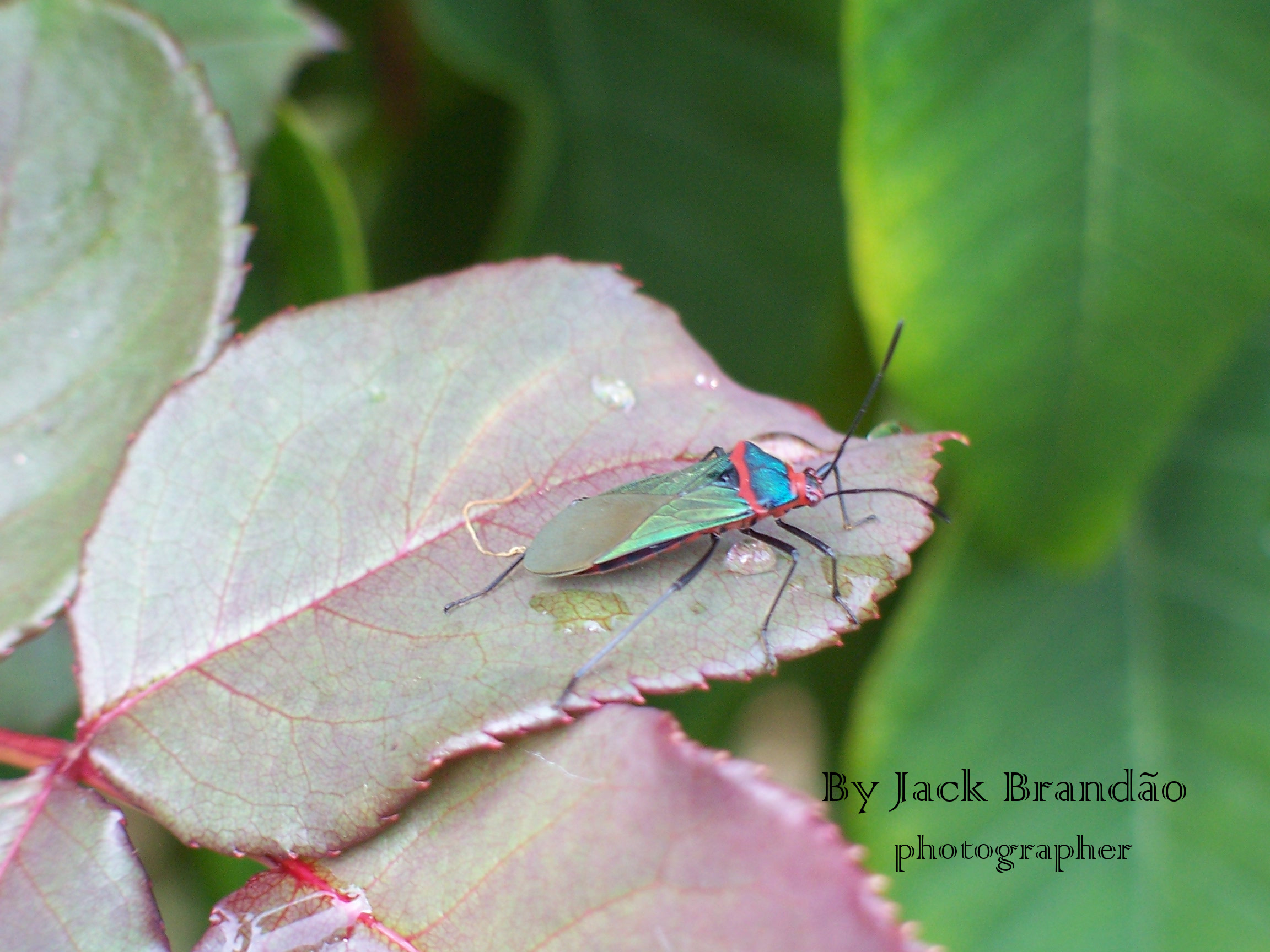 Insects; ant; jack brandão, photos for sale, jackbran