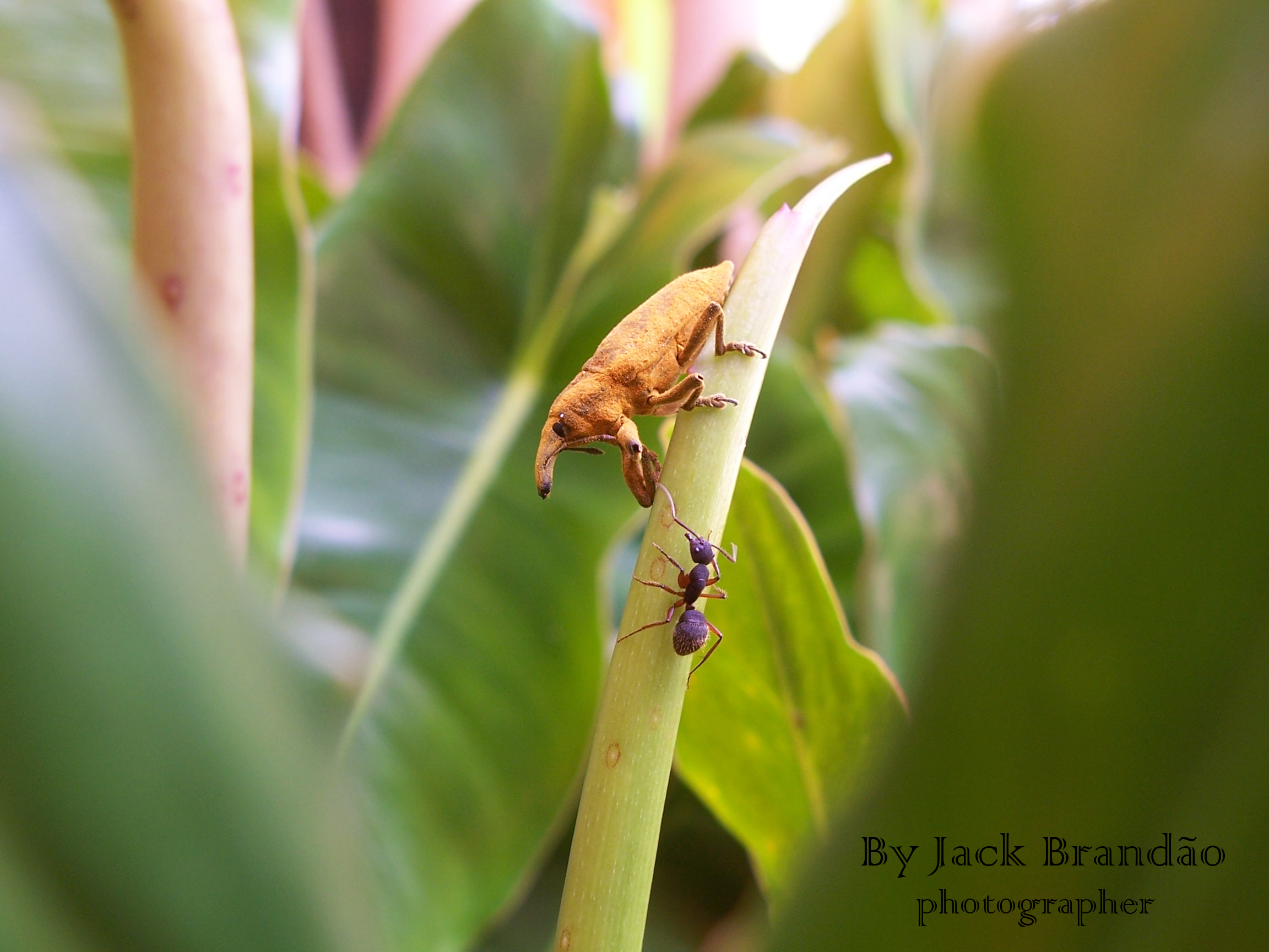 Insects; ant; jack brandão, photos for sale, jackbran