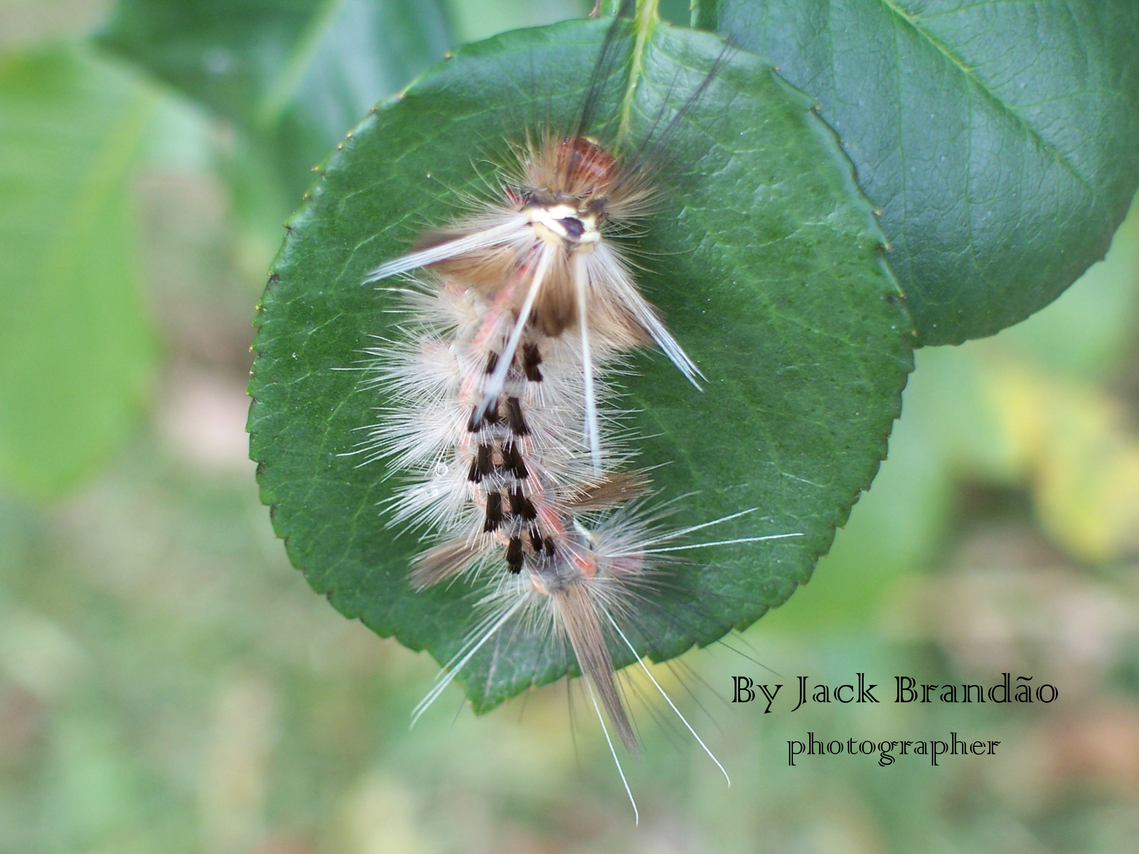 Insects; ant; jack brandão, photos for sale, jackbran