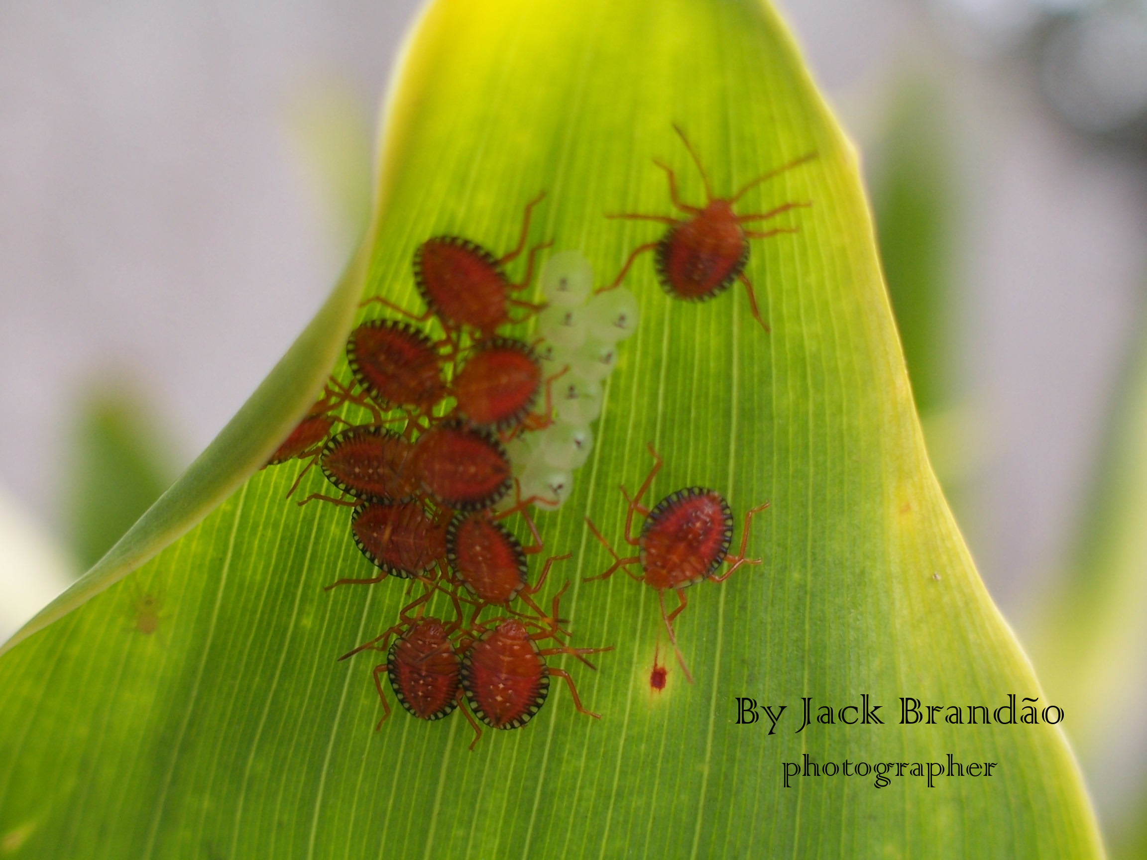 Insects; ant; jack brandão, photos for sale, jackbran