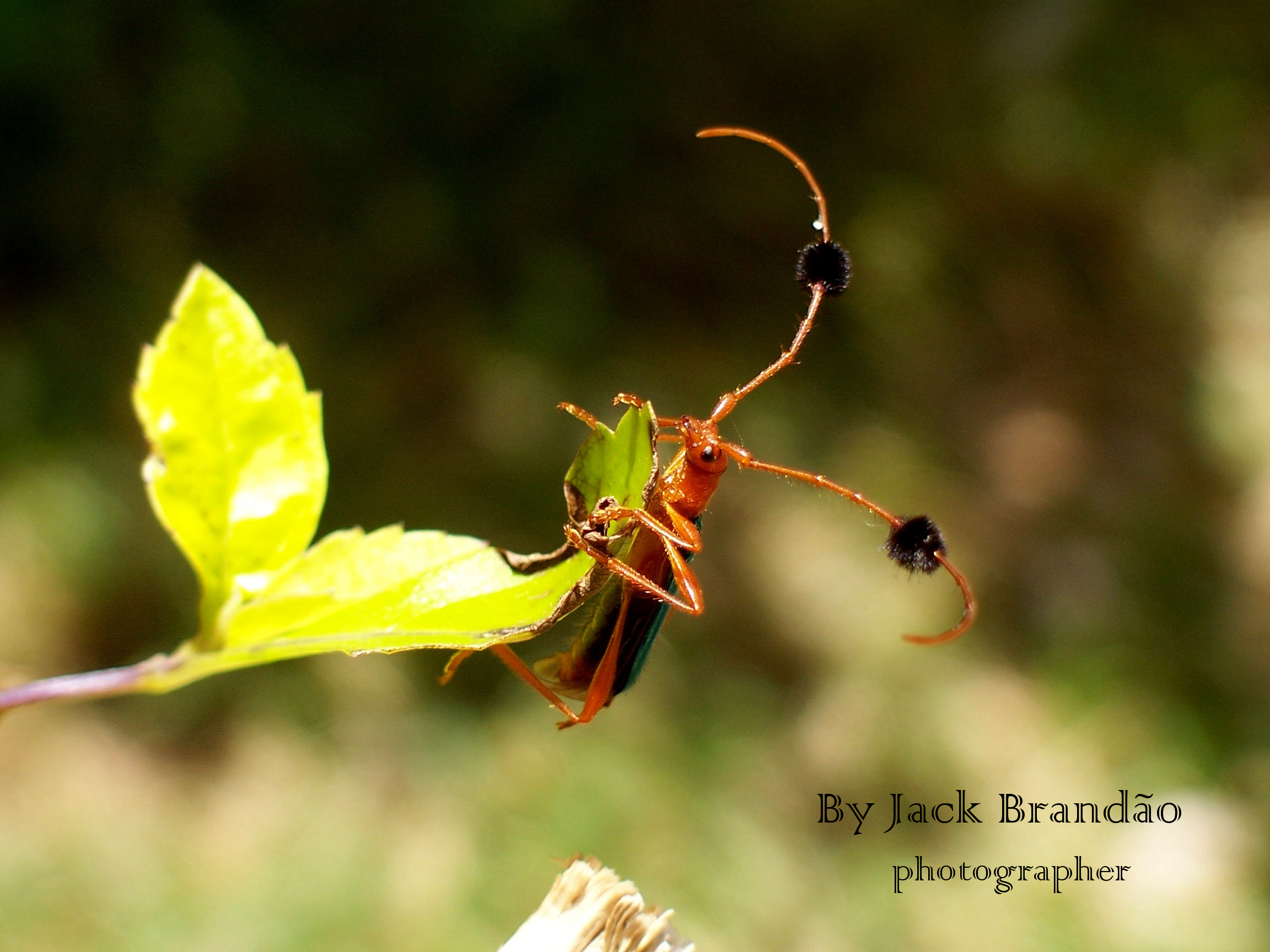 Insects; ant; jack brandão, photos for sale, jackbran