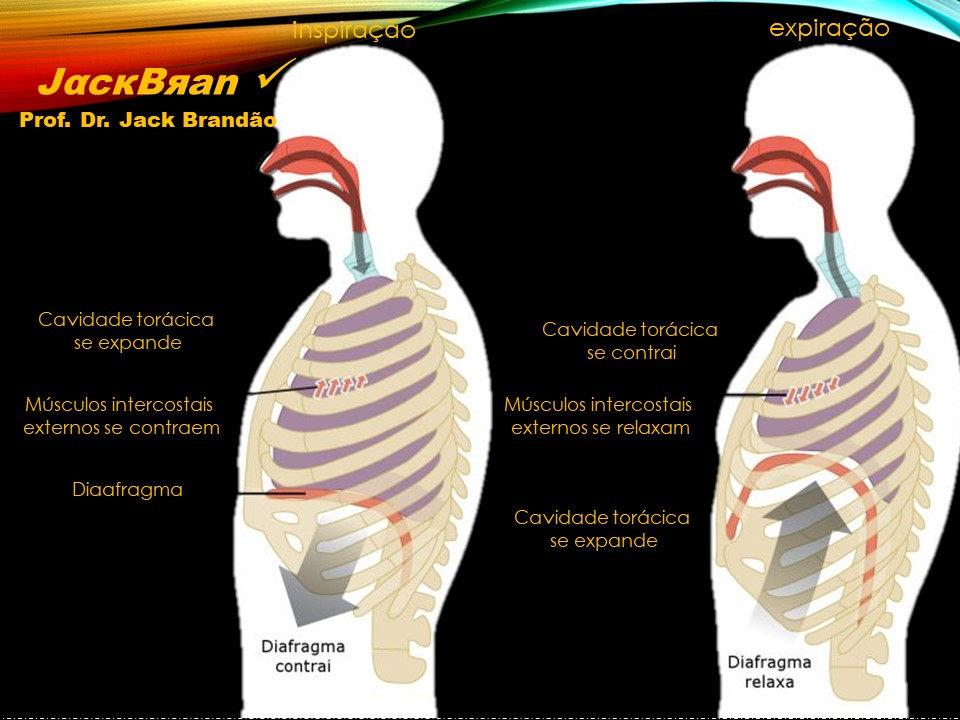 Jack Brandão; Santo Sudário; curso sobre o Santo Sudário; Jack Brandão; anatomia humana, medicina